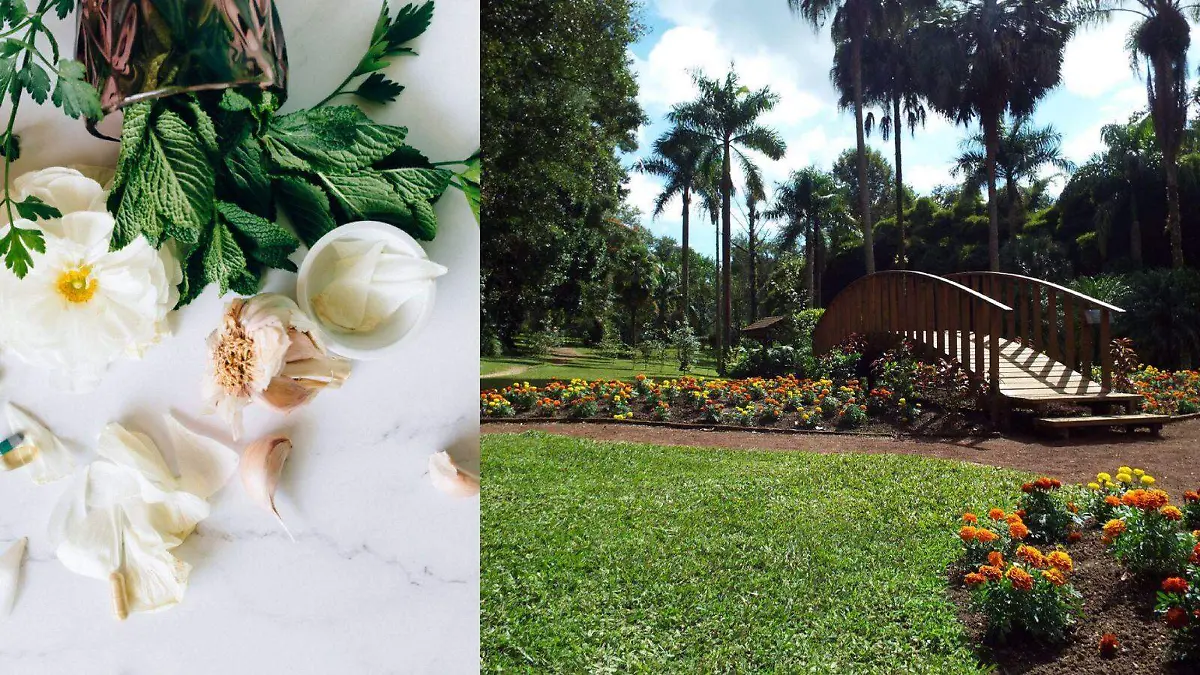 Plantas medicinales en Jardín Botánico de Xalapa